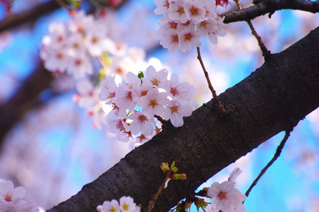 桜2
