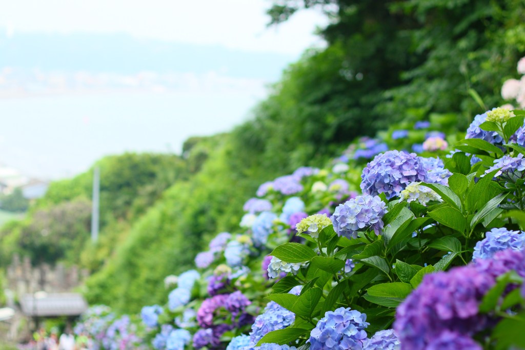 紫陽花と海