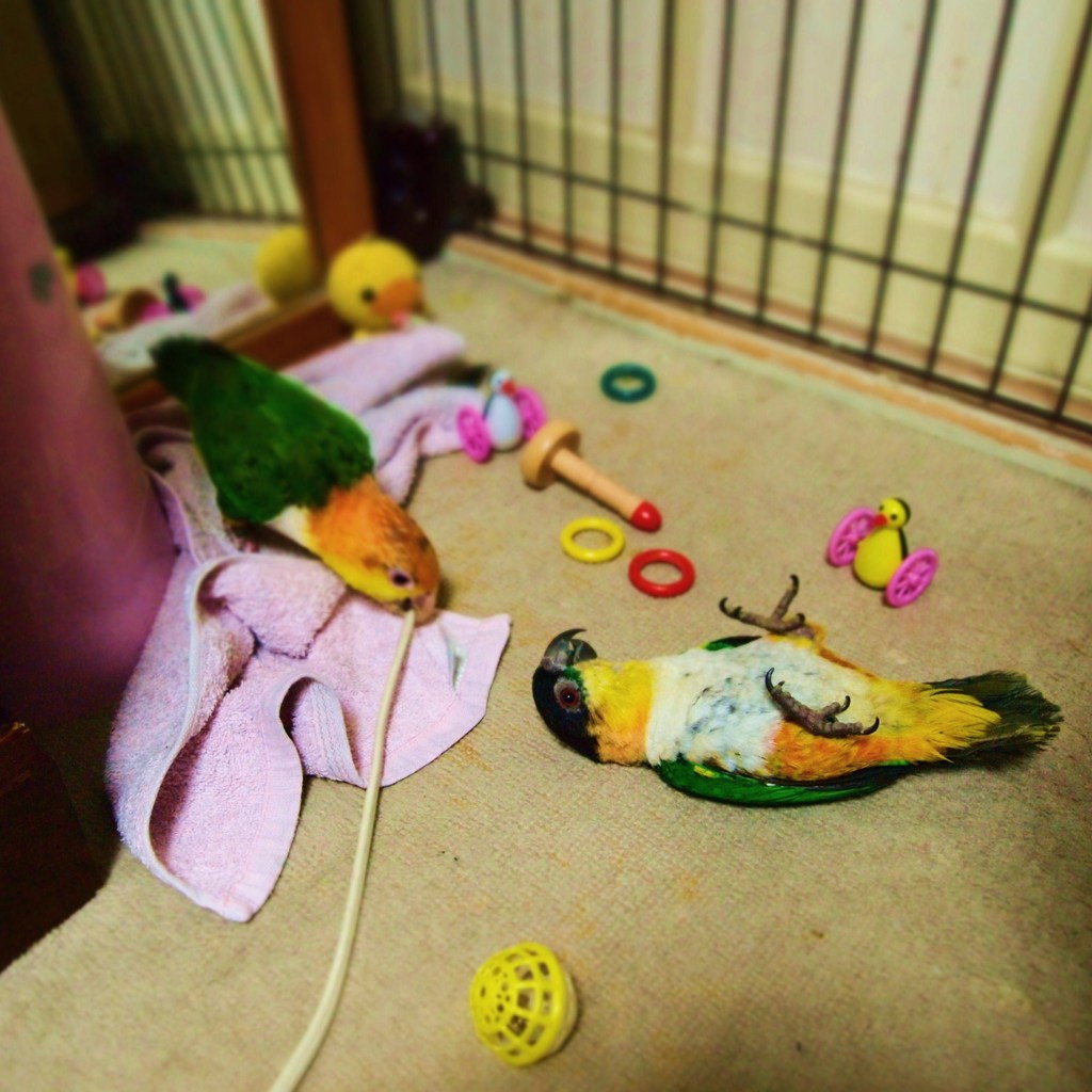 ジオラマインコ