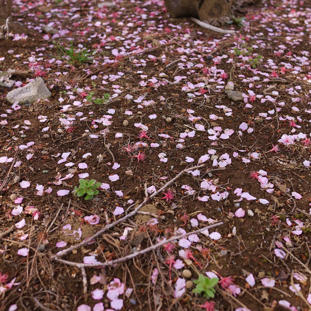 さくらの絨毯