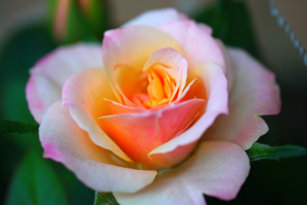 薔薇