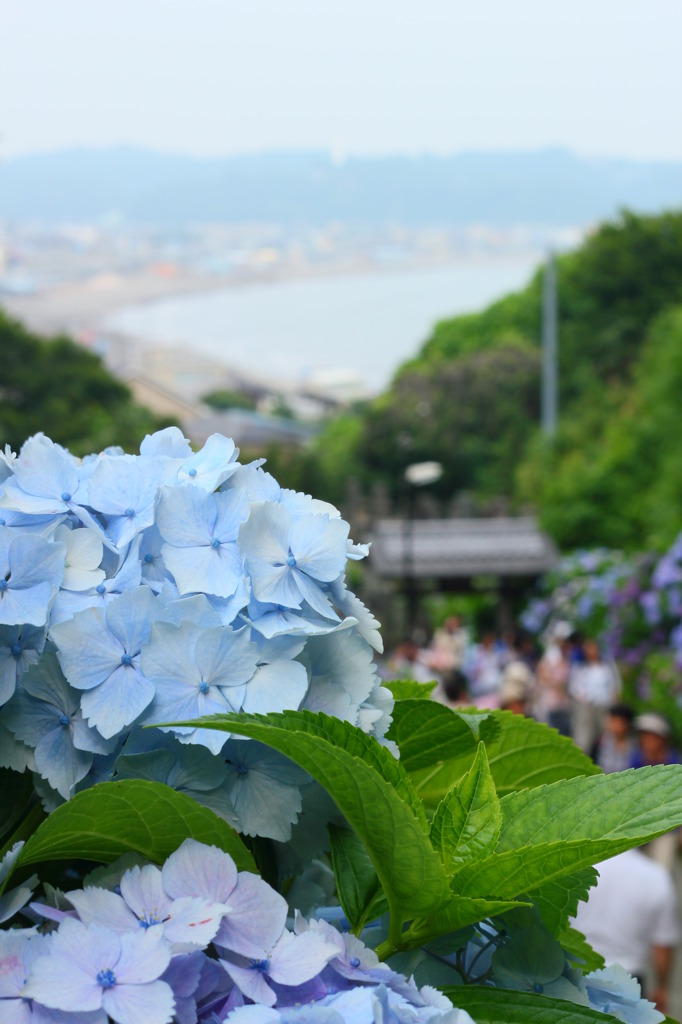 紫陽花と由比ヶ浜