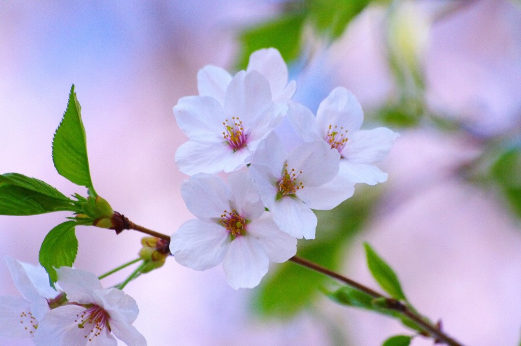 桜1