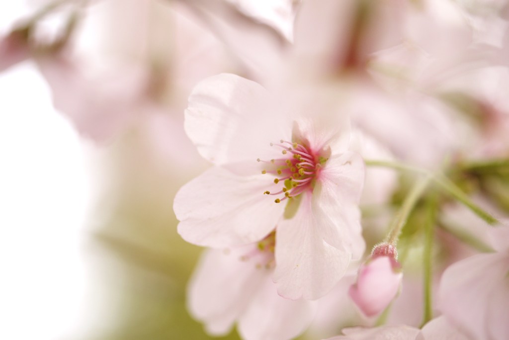 とろとろ桜