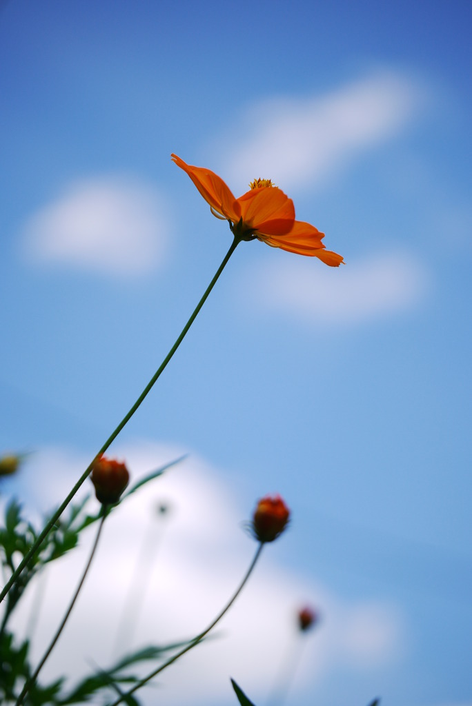 夏空