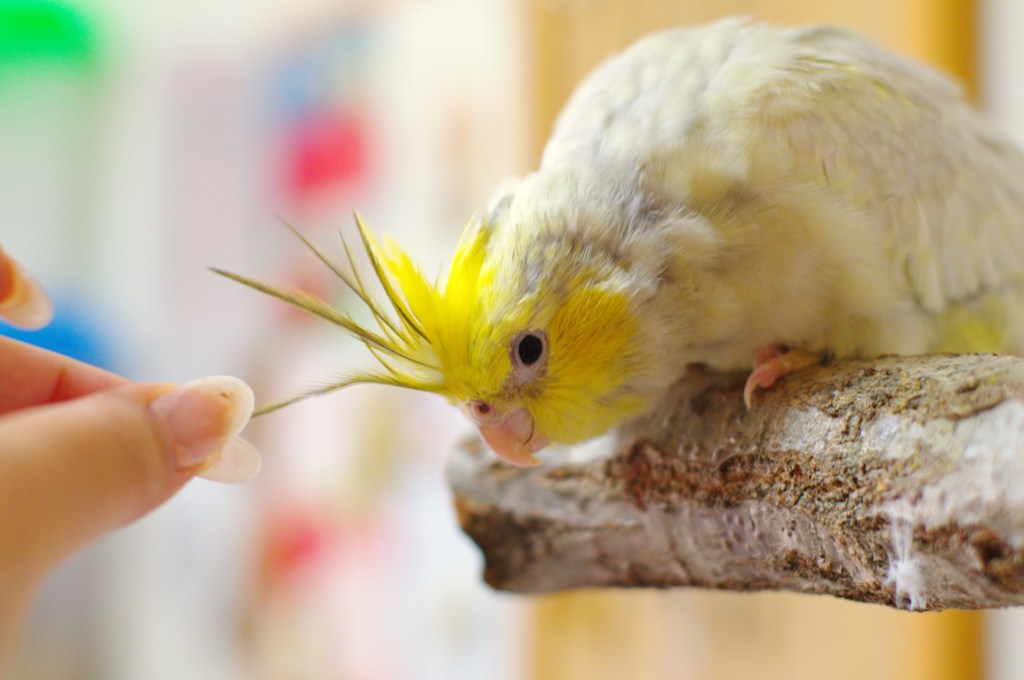うっトリ♪