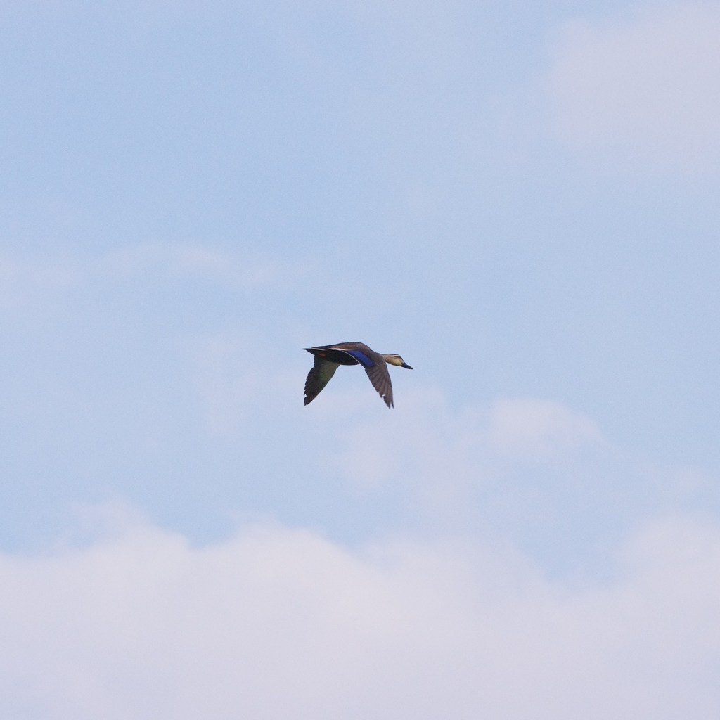 空飛ぶカモ