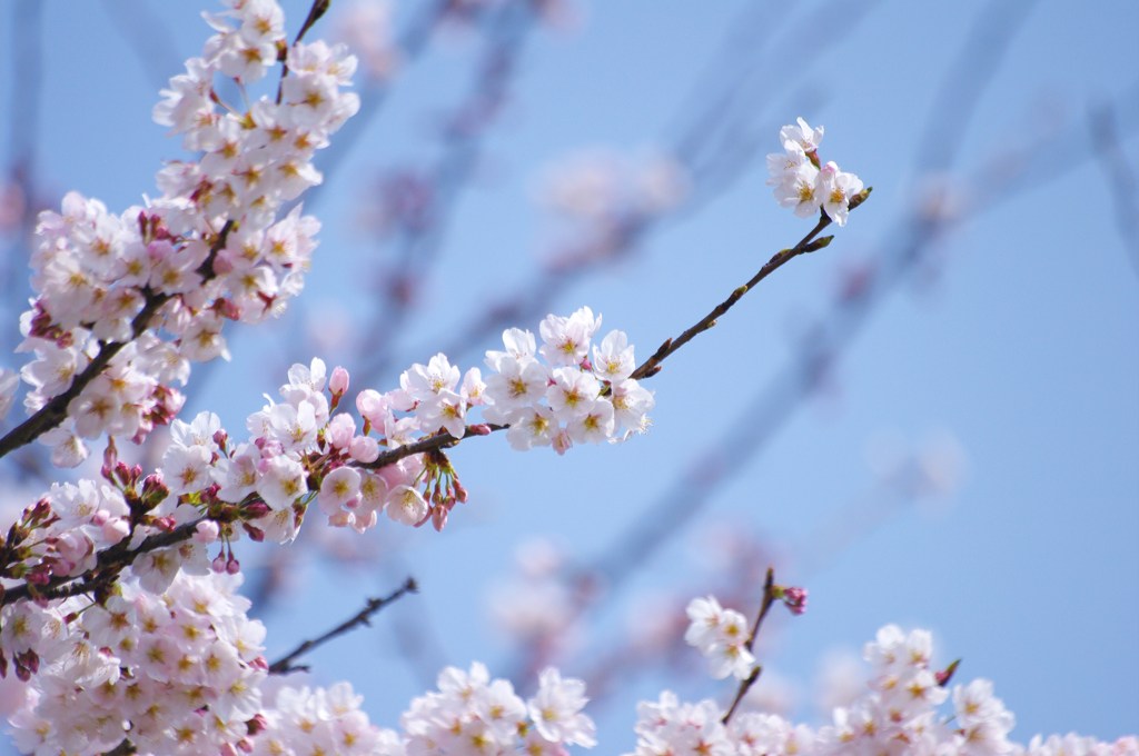 青空と桜