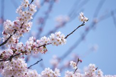 青空と桜