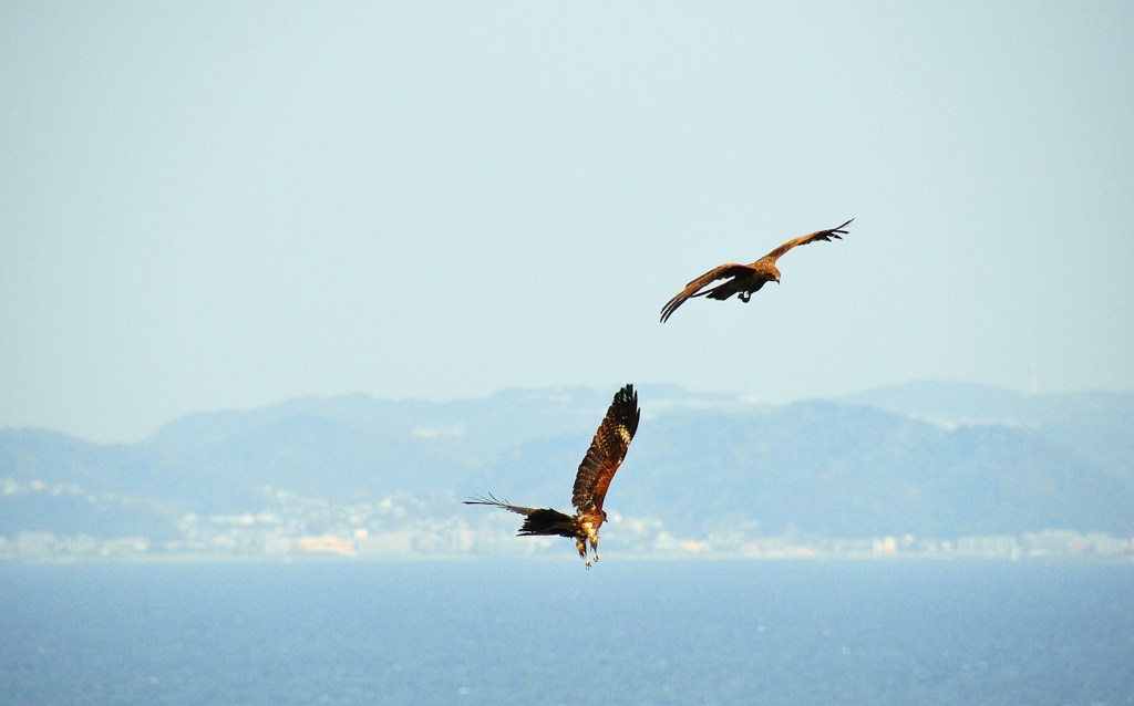 江の島の鳶