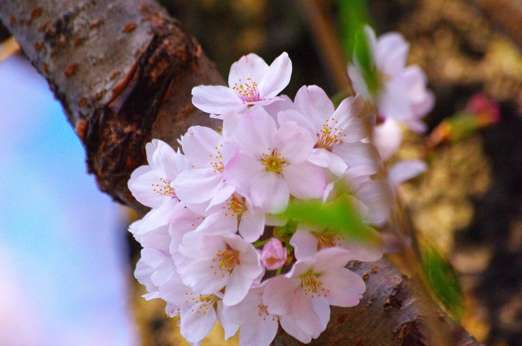 桜3