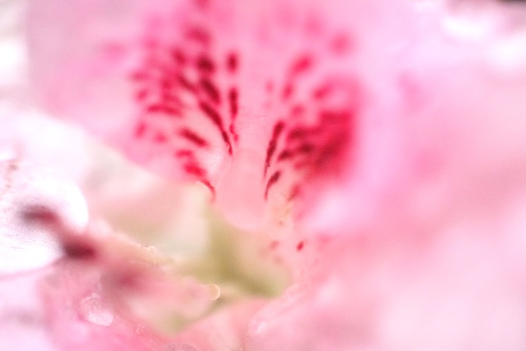 アザレアの花