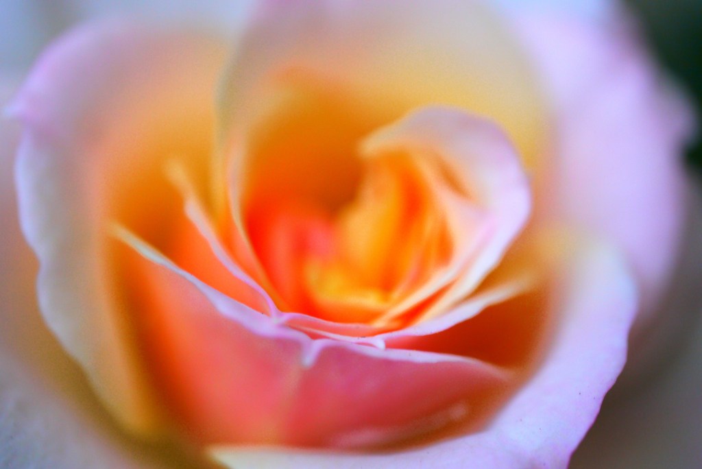 薔薇(マクロ)
