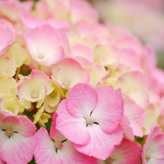 pink　flower