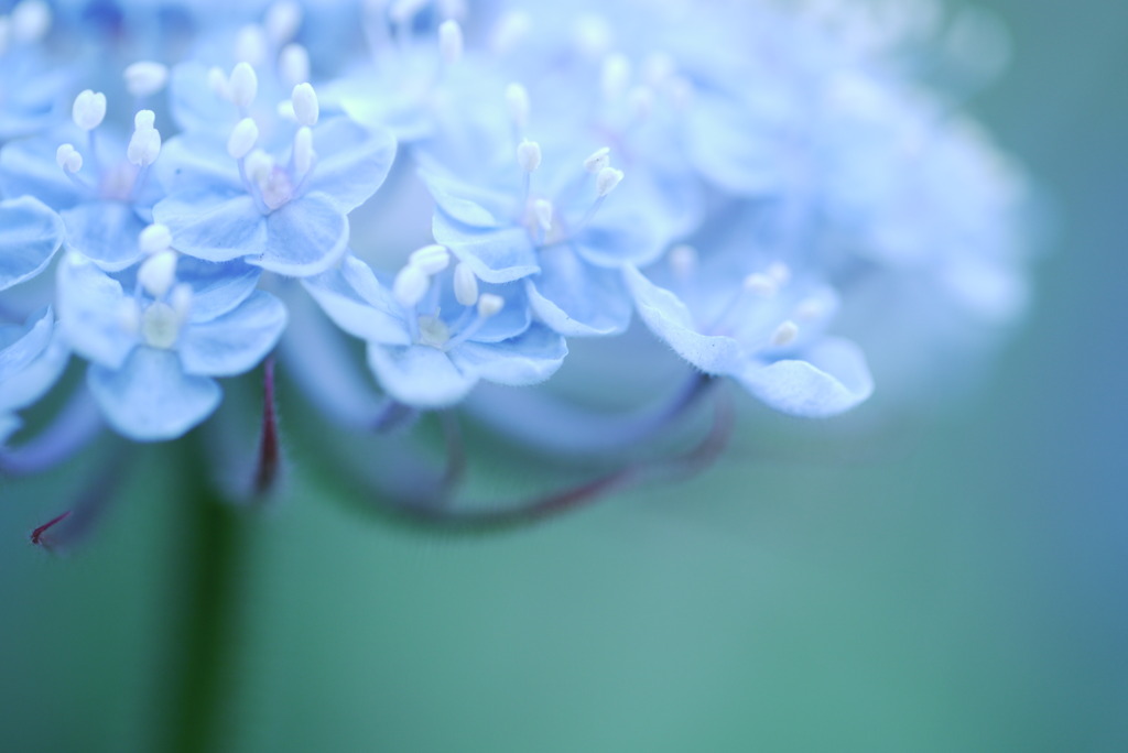 Blue Flower