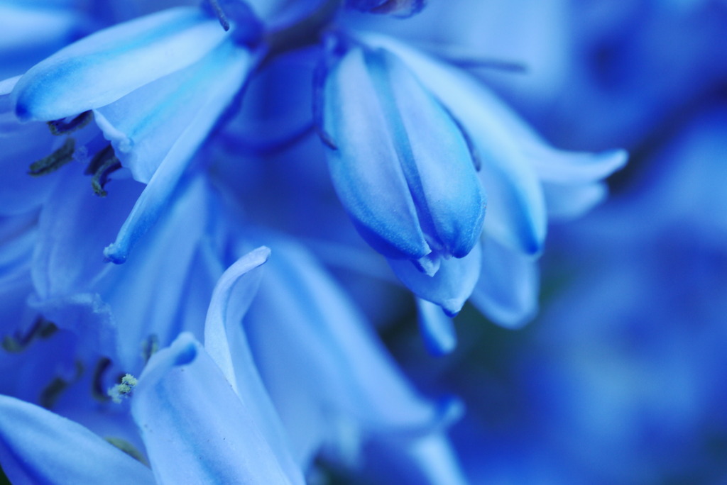 蒼い花