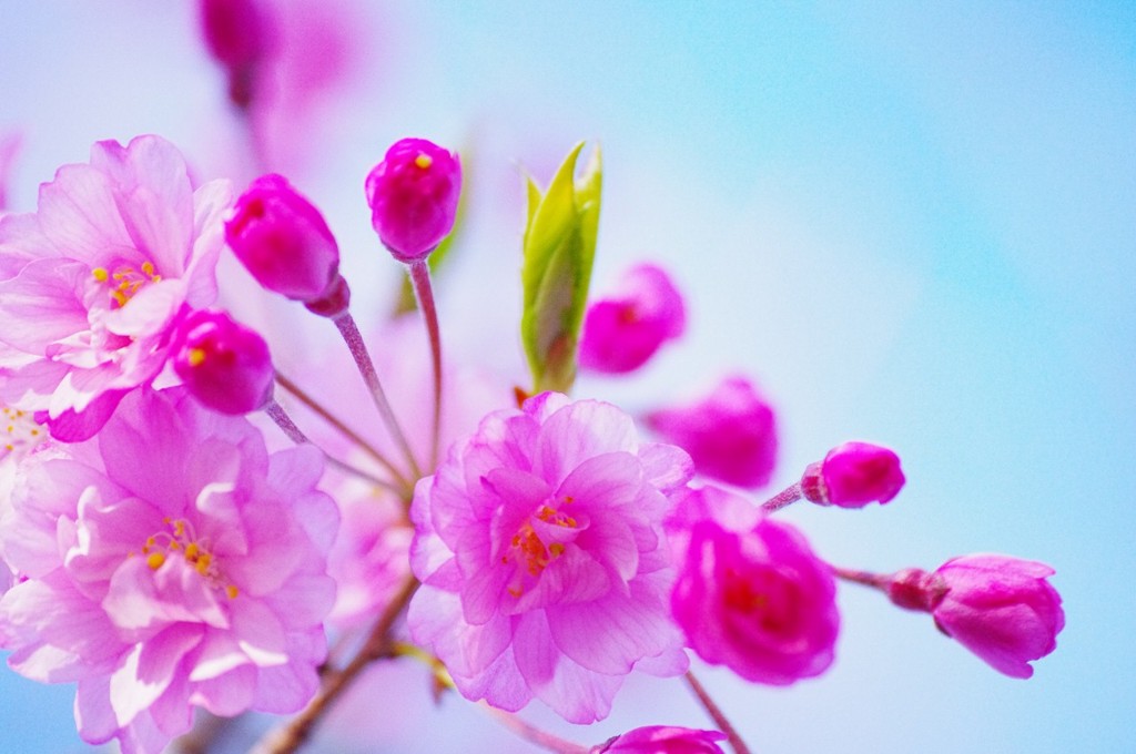 八重桜2