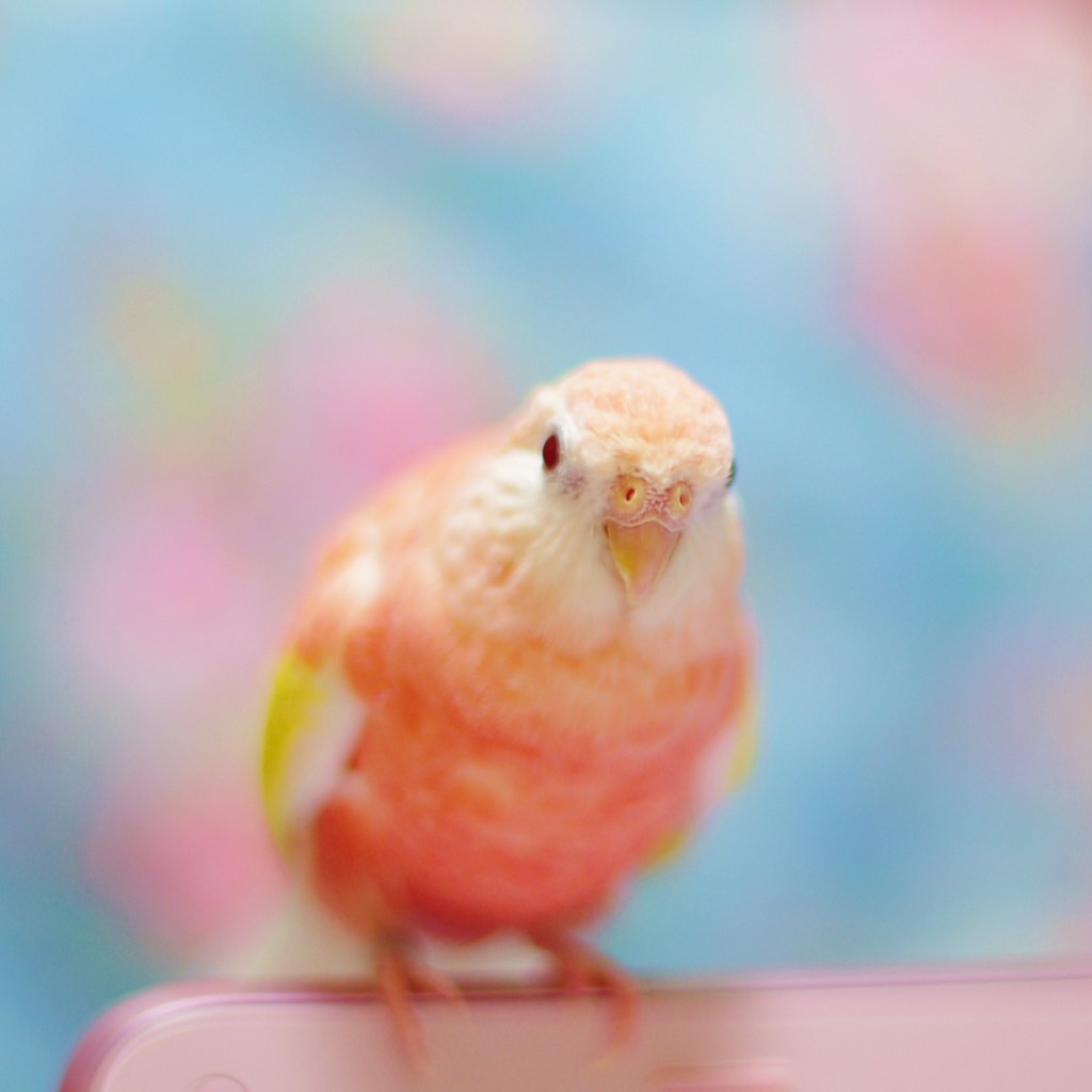 Sweets インコ