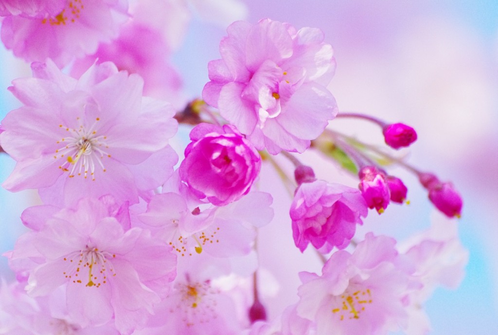 八重桜3