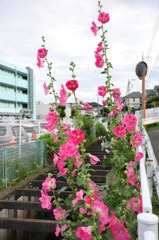 裏道に咲く花
