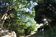 いつも通る道だけど。
