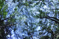 木々の万華鏡