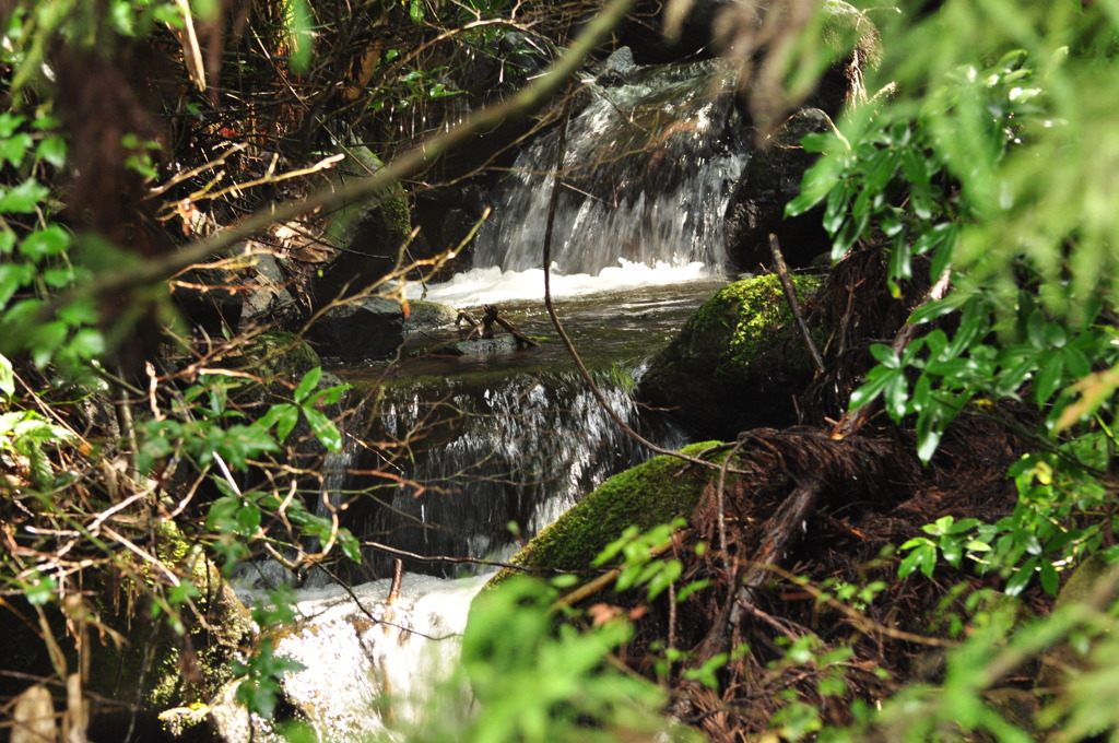 森の中の小さな沢