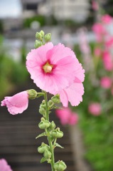 裏道に咲く花