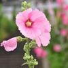 裏道に咲く花