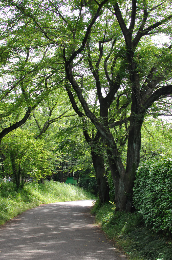 公園へと続く道