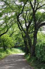 公園へと続く道