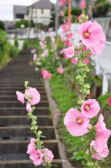 裏道に咲く花