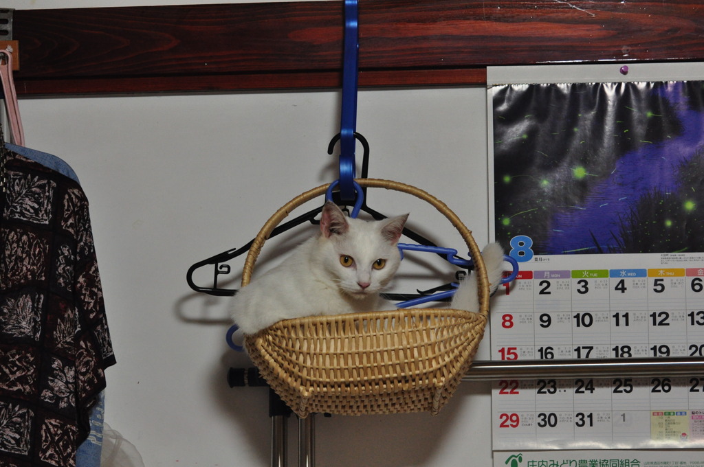 カゴですけど何か？