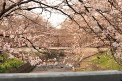 桜のトンネル