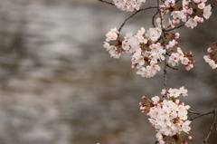 桜と五条川