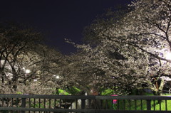 夜桜