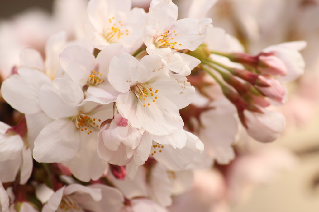 桜の吐息