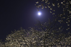 夜桜と月Ⅱ