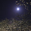 夜桜と月Ⅱ