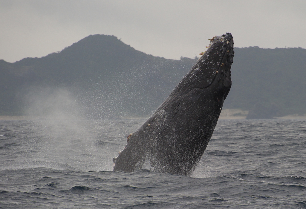 子クジラ・半ブリ