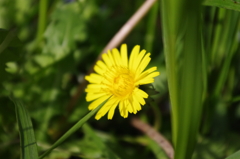 dandelion