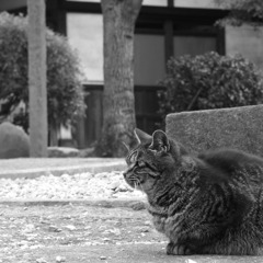 temple cat