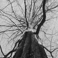 root in the sky
