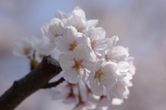 真っ白な花びらの桜