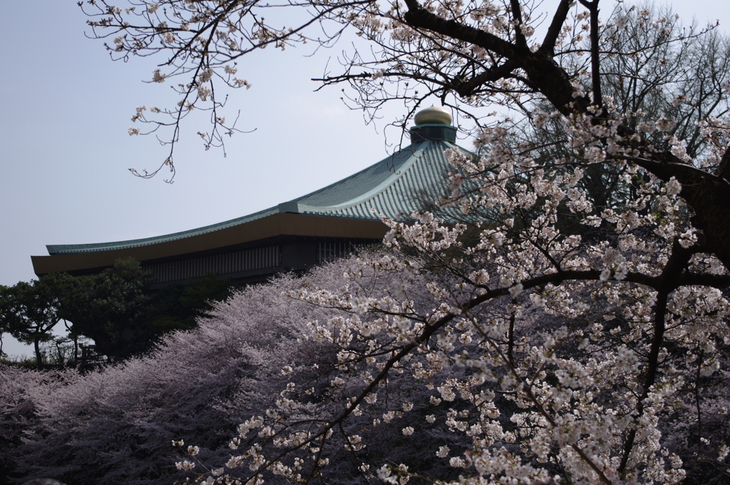 春に沈む武道館