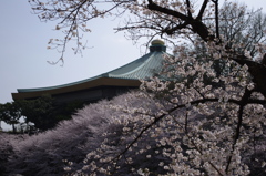 春に沈む武道館