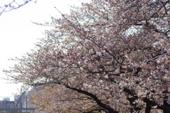 IMGP1139