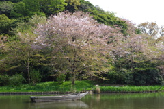 桜と小舟