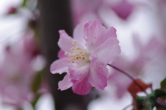 ピンクの花弁身にまとって風にもたれて
