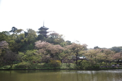 春の日本庭園と大池